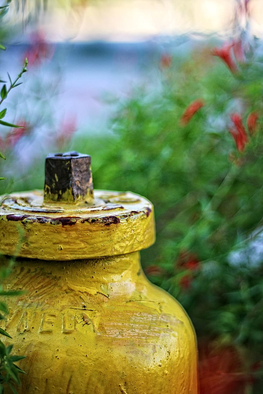 gul, tekstur, brannhydrant, fokusere på forgrunnen, dag, metall, nærbilde, ingen folk, anlegg, rusten, utendørs, natur, container, tre, gammel, skadet, selektiv fokusering, bolt, foreldet, tre - materiale, løp ned, mutter - feste, 5K