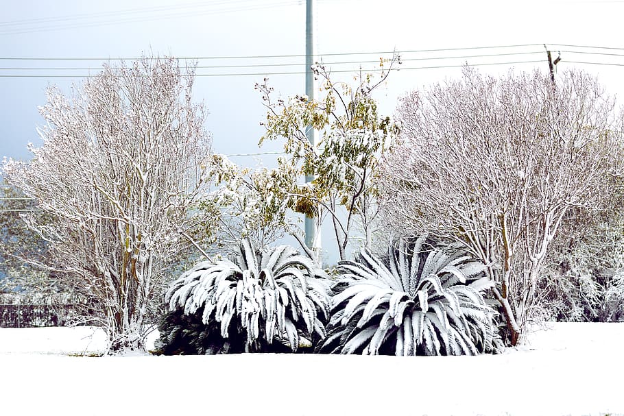 TEXA, inverno, la neve, albero, temperatura fredda, pianta, natura, giorno, Colore bianco, nessuno, cielo, bellezza nella natura, ramo, albero nudo, copertura, crescita, architettura, all'aperto, struttura costruita, terra, 4K