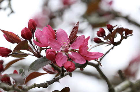 tree, flowering tree, spring, nature, pink, flower, plant, beauty in nature, flowering plant, fragility, vulnerability, freshness, close-up, growth, petal, branch, pink color, blossom, focus on foreground, no people, selective focus, flower head, inflorescence, springtime, outdoors, pollen, cherry tree, cherry blossom, 4K, CC0, public domain, royalty free