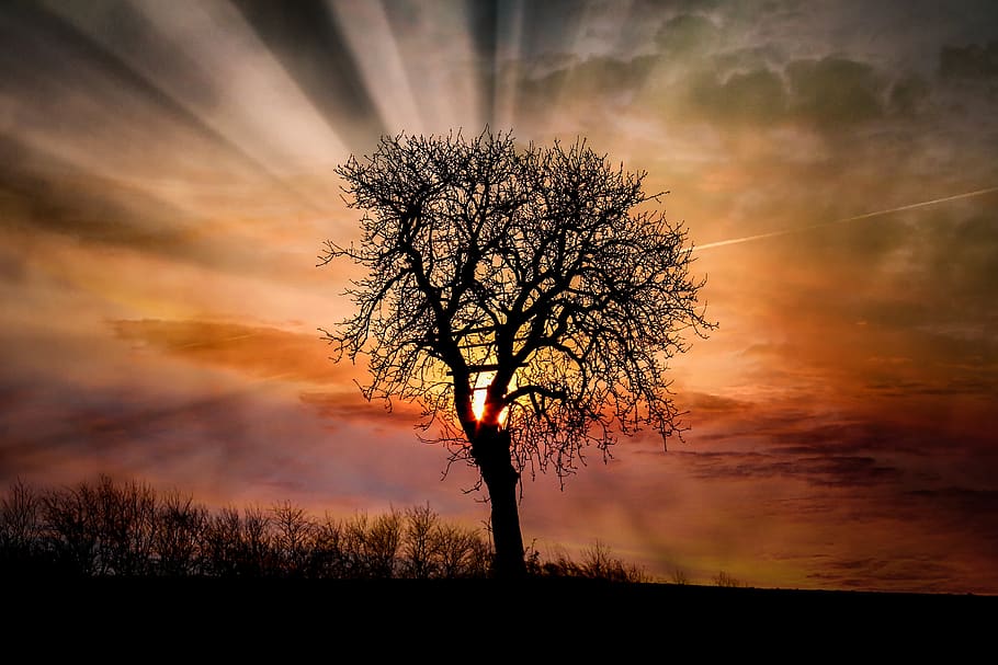 alba, posta de sol, arbre, sol, paisatge, naturalesa, cel, vespre, schönwetter, tarda, silueta, temps, núvol, llum, diumenges, raig de sol, núvols foscos, raigs, atmosfèric, morgenrot, feix de llum, retroiluminació, formen núvols, núvol - cel, tranquil·litat, bellesa a la natura, escenics - natura, planta, color taronja, arbre nu, medi ambient, terra, cel dramàtic, escena tranquil·la, escena no urbana, camp, branca, cap gent, a l'aire lliure, cel romàntic, 5K