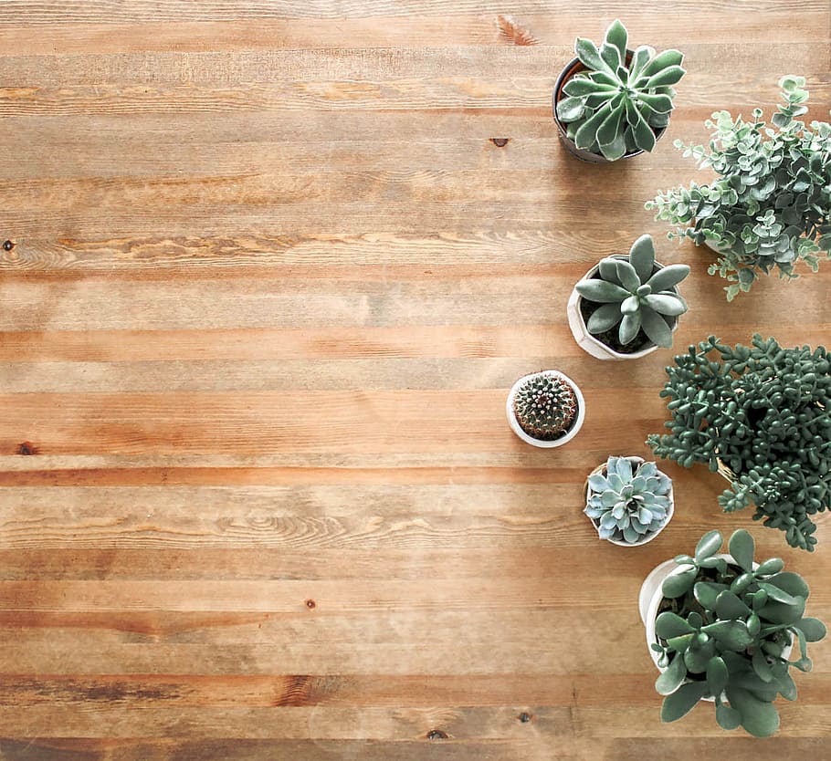 foto a terra, suculent, plantes, marró, fusta, pissarra, fons, cactus, decoració, disseny, flatlay, pis, des de dalt, verd, plantes d'interior, a l'interior, interior, disseny d'interiors, plantes en test, suculentes, planta, material de fusta, directament a sobre, cap gent, planta suculenta, creixement, còpia espai, planta en test, naturalesa, color verd, full, taula, patró, vista d’angle alt, part de la planta, herba, planta d'interior, arbre de coníferes, 2K