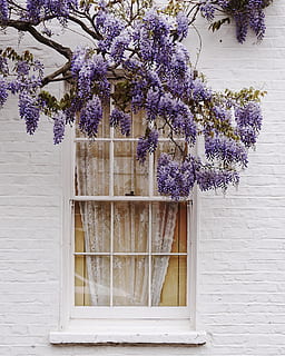 lilla træ, smuk, blomstre, afdeling, farve, dagslys, flora, blomster, have, vækst, hus, lavendel, lavendel farve, sæson, træ, væg, vindue, plante, blomst, blomstrende plante, arkitektur, ingen mennesker, natur, skrøbelighed, dag, bygget struktur, sårbarhed, lilla, friskhed, bygning udvendig, skønhed i naturen, udendørs, murbygningsfunktion, bygning, blomsterkrukke, 4K, CC0, offentligt domæne, royaltyfrie