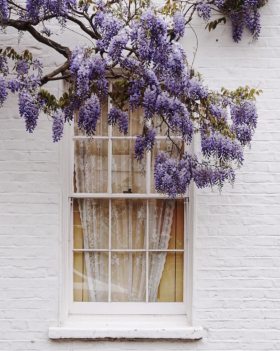 albero viola, bellissimo, fiorire, ramo, colore, luce del giorno, flora, fiori, giardino, crescita, Casa, lavanda, colore lavanda, stagione, albero, parete, finestra, pianta, fiore, pianta fiorita, architettura, nessuno, natura, fragilità, giorno, struttura costruita, vulnerabilità, viola, freschezza, esterno dell'edificio, bellezza nella natura, all'aperto, caratteristica della parete, costruzione, vaso di fiori, 4K
