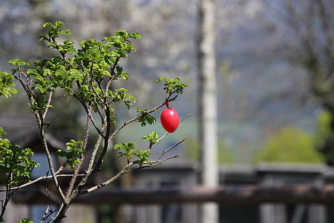 egg, easter, nature, spring, colorful, decoration, easter decorations, easter theme, easter decoration, background, tree, red, day, plant, focus on foreground, no people, outdoors, growth, food, fruit, food and drink, green color, balloon, healthy eating, close-up, beauty in nature, selective focus, hanging, architecture, 5K, CC0, public domain, royalty free