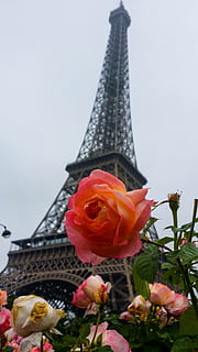 paris, tower, eiffel tower, structure, flower, plants, flowering plant, plant, architecture, freshness, built structure, nature, beauty in nature, petal, building exterior, sky, fragility, vulnerability, tall - high, building, rose, travel destinations, low angle view, no people, flower head, outdoors, spire, 4K, CC0, public domain, royalty free