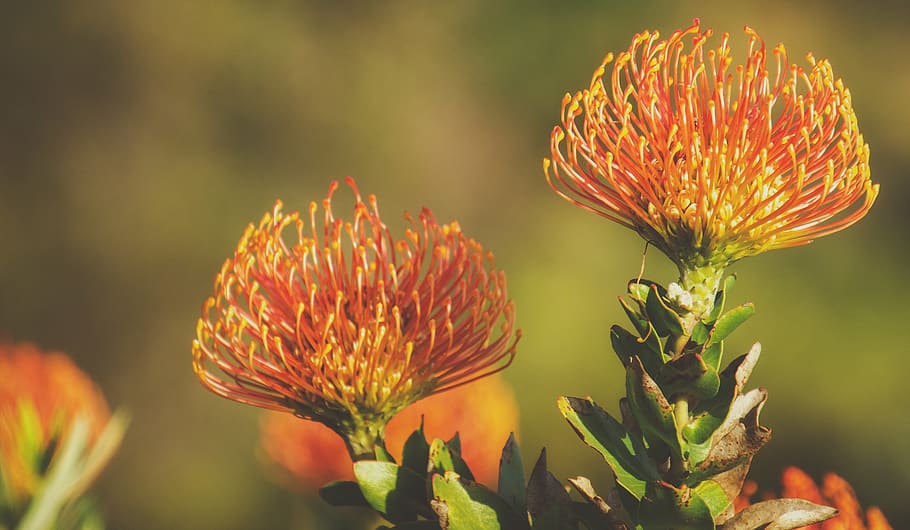 protea, rosa, flor, planta, naturalesa, florir, jardí, estiu, floral, botànic, groc, a l'aire lliure, flora, natural, verd, tropical, vermell, creixement, planta amb flors, bellesa a la natura, vulnerabilitat, fragilitat, frescor, primer pla, cap de flor, centrar-se en primer pla, inflorescència, pètal, cap gent, tija de la planta, dia, botànica, sepal, 4K