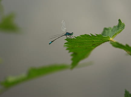 guldsmed, blå, Insecta, blad, natur, insekt, hvirvelløse, plante del, dyr i naturen, dyreliv, dyr, dyre temaer, grøn farve, et dyr, tæt på, plante, dyrefløj, selektiv fokusering, dag, damselfly, fokus på forgrunden, ingen mennesker, vækst, udendørs, 2K, CC0, offentligt domæne, royaltyfrie