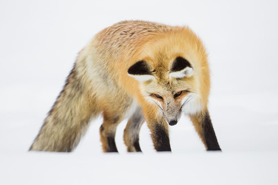 guineu, vermell, mirant, caçador, cacera, vida salvatge, naturalesa, neu, hivern, depredador, desert, nps, parc nacional de Yellowstone, herbert, wyoming, EUA, carnívor, mamífer, salvatge, pelut, vigilant, animal, fauna animal, un animal, animals a la natura, fons blanc, cap gent, vertebrats, tir de l'estudi, retrat, longitud completa, caça d’animals, supervivència, cabell, part del cos dels animals, mirant la càmera, 2K