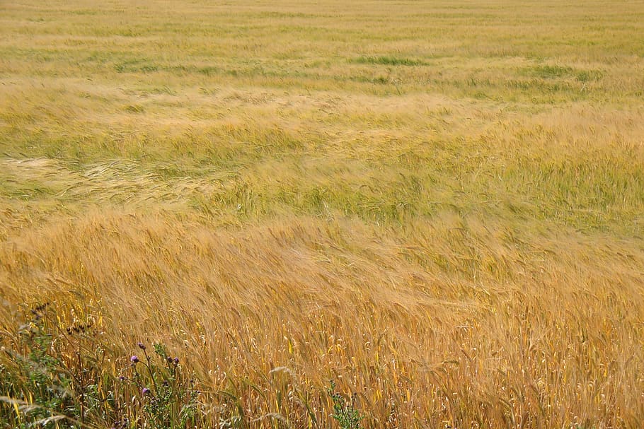 campo, onde, mare, onda, cereali, orzo, gorgo, swing, movimento, pianta, erba, terra, crescita, paesaggio, natura, bellezza nella natura, ambiente, scenics - natura, nessuno, la tranquillità, giorno, fotogramma intero, colore verde, scena tranquilla, sfondi, scena rurale, agricoltura, all'aperto, erba di coda di topo, 2K