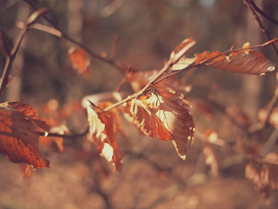 efterår, blade, plante, blad, tør, plante del, træ, tæt på, natur, fokus på forgrunden, ingen mennesker, dag, lave om, skønhed i naturen, afdeling, udendørs, Brun, selektiv fokusering, Kvist, vækst, ro, død plante, efterårssamling, visnet plante, naturlig tilstand, 1080P