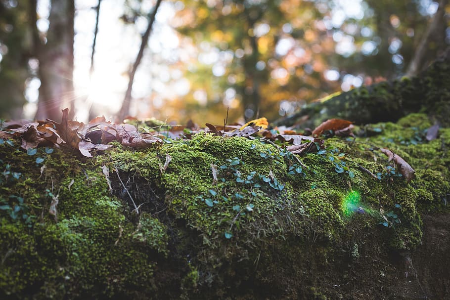 molsa verda, bonic, bokeh, brillant, primer pla, color, la llum del dia, medi ambient, fullatge de tardor, fulles de tardor, bosc, verd, creixement, paisatge, molsa, roques molses, naturalesa, a l'aire lliure, parc, temporada, flare solar, sol brillant, els raigs del sol, arbre, planta, dia, terra, cap gent, centrar-se en primer pla, color verd, tranquil·litat, enfocament selectiu, fong, caient, rock, tronc de l'arbre, nivell superficial, escorça, liquen, 5K