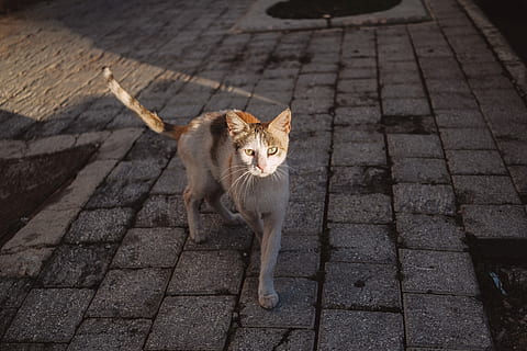 flise, sti, gangbro, kat, kæledyr, dyr, pattedyr, fortov, skifer, Abyssinian, strop, brosten, Manx, killing, dæk, grusvej, grus, vej, snor, dyre temaer, indenlandske, husdyr, indenlandske kat, feline, et dyr, hvirveldyr, gade, kigger på kameraet, ingen mennesker, portræt, by, høj vinkel visning, dag, svindel dyr, bakkenbart, 5K, CC0, offentligt domæne, royaltyfrie