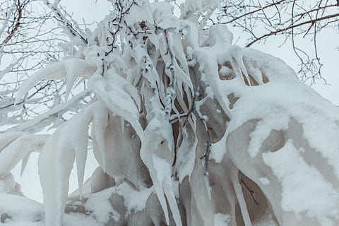 Canadá, goderich, gelo, inverno, neve, árvore, congeladas, temperatura fria, plantar, ramo, natureza, cor branca, ninguém, beleza na natureza, árvore nua, dia, tranquilidade, tronco, tronco de árvore, fechar-se, sincelo, frio, Clima extremo, nevasca, 5K, CC0, domínio público, royalty free