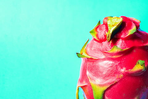 rød dragefrugt, Rose, blomst, blomstre, kronblad, frisk, farve, levende, lyse, frugt, plante, mad, farverig, dragefrugt, Juice, blad, jordbær, pollen, knop, spire, friskhed, mad og drikke, tæt på, blomstrende plante, lyserød farve, sund kost, ingen mennesker, farvet baggrund, rød, studio skud, indendørs, blomsterhoved, kopiere plads, velvære, blomsterstand, pitaya, blå baggrund, 2K, CC0, offentligt domæne, royaltyfrie