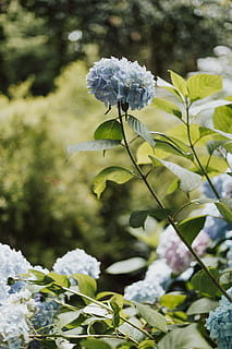 fuld, blomstrede, blå, hortensiaer, plante, blomst, blomstrende plante, vækst, sårbarhed, skrøbelighed, skønhed i naturen, fokus på forgrunden, friskhed, natur, tæt på, dag, blomsterhoved, blomsterstand, hvid farve, blad, ingen mennesker, plante del, udendørs, kronblad, 5K, CC0, offentligt domæne, royaltyfrie
