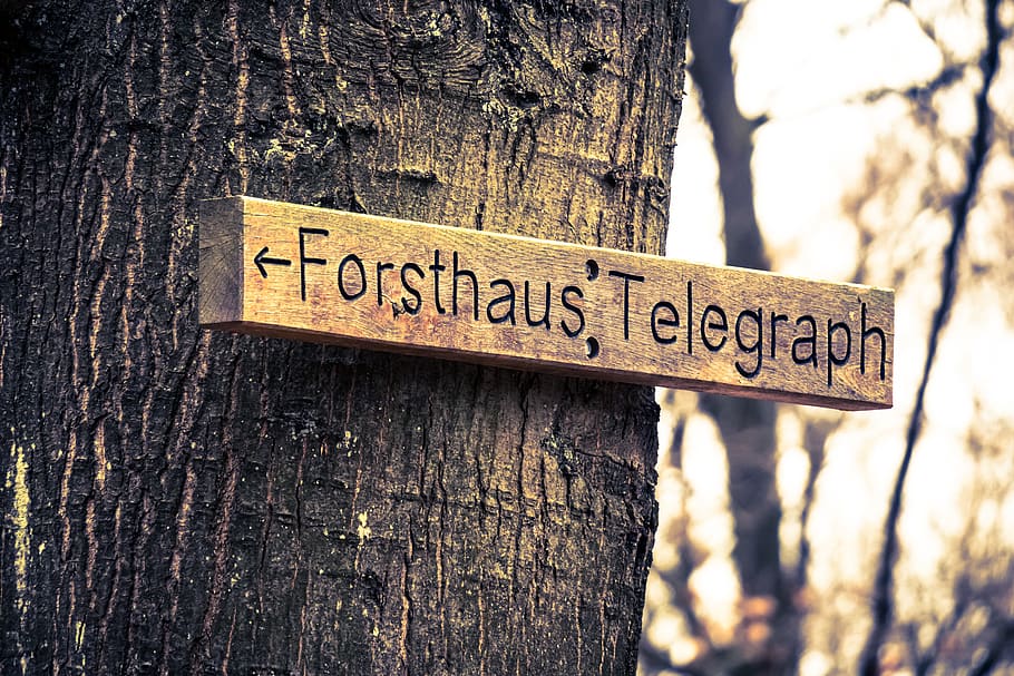 directori, escut, nota, nom, direcció, fletxa, senyalització, marcatge, Pròxim, decisió, bosc, personatges, comunicació, text, signe, guió occidental, tronc de l'arbre, tronc, arbre, centrar-se en primer pla, informació, orientació, material de fusta, dia, planta, primer pla, naturalesa, cap gent, signe d'informació, senyal d'advertència, a l'aire lliure, textura, missatge, escorça, 5K