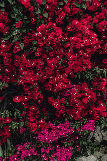 rood, bloemen, bougainvillea boom, Portugal, flora, abstract, achtergrond, bloeien, bloeiend, kleurrijke, boom, structuur, bloesem, Purper, bougainvillea, bloeiende plant, bloem, fabriek, groei, versheid, kwetsbaarheid, schoonheid in de natuur, breekbaarheid, bloemblad, detailopname, natuur, overvloed, bloeiwijze, bloemhoofd, geen mensen, dag, volledig kader, hoge hoekmening, roze kleur, buitenshuis, Bos bloemen, 5K, CC0, publiek domein, royaltyvrij