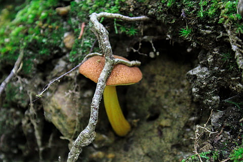 shroom, bosc, arrel de l’arbre, creixement, fong, bolets, planta, menjar, naturalesa, vegetals, cap gent, primer pla, menjar i beguda, dia, terra, bellesa a la natura, a l'aire lliure, centrar-se en primer pla, toadstool, enfocament selectiu, camp, arbre, molsa, liquen, 5K, CC0, domini públic, lliure de regalies