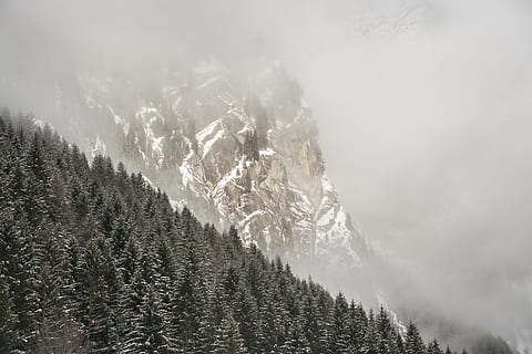verzi de pin, frumusețe în natură, copac, iarnă, plantă, temperatura rece, Munte, scenice - natura, zăpadă, liniște, o scenă liniștită, scenă non-urbană, natură, nici o persoana, nor - cer, cer, mediu inconjurator, zi, pădure, Brad, conifer, în aer liber, un munte acoperit de zăpadă, pini de pădure, varf de munte, 5K, CC0, domeniu public, fără drepturi de autor