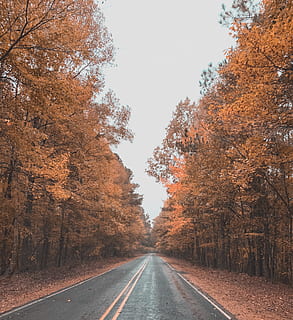 carretera, arbres, asfalt, arbre, planta, manera, mississippi, Estats Units, roxie, a l'aire lliure, habitatge, edifici, naturalesa, maple, grava, Carretera bruta, bosc, vegetació, tardor, el camí a seguir, direcció, transport, perspectiva decreixent, canvi, punt de fuga, marcatge de carreteres, símbol, marcatge, cap gent, dia, signe, color taronja, bellesa a la natura, cel, línia divisòria, treelined, 2K, CC0, domini públic, lliure de regalies