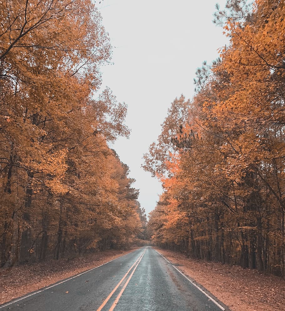 carretera, arbres, asfalt, arbre, planta, manera, mississippi, Estats Units, roxie, a l'aire lliure, habitatge, edifici, naturalesa, maple, grava, Carretera bruta, bosc, vegetació, tardor, el camí a seguir, direcció, transport, perspectiva decreixent, canvi, punt de fuga, marcatge de carreteres, símbol, marcatge, cap gent, dia, signe, color taronja, bellesa a la natura, cel, línia divisòria, treelined, 2K