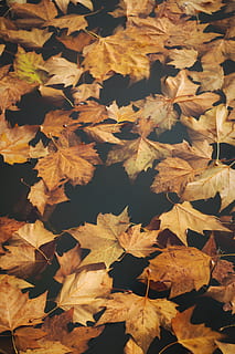fulles d'auró, full, planta, arbre, maple, aigua, Estats Units, parc del bellevue, bellevue, fulla d'auró, a l'aire lliure, naturalesa, vida salvatge, estany, riu, llac, caure, tardor, fulles, venes, color, canvi, part de la planta, sec, cap gent, marc complet, vulnerabilitat, fons, fragilitat, dia, abundància, bellesa a la natura, primer pla, condició natural, color taronja, gran grup d'objectes, col·lecció de tardor, 2K, CC0, domini públic, lliure de regalies