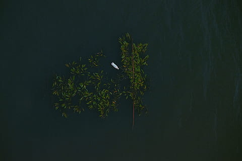 grønne træer, natur, udendørs, plante, Abuja, jabi søen, Nigeria, træ, jord, vegetation, natur, vand, hav, ocean, sø blade, landskab, jabi, tapet, smukke, flyvende, dyr, fugl, landskab, blomstre, blomst, vejr, græs, nat, vækst, grøn farve, blad, plante del, skønhed i naturen, ingen mennesker, studio skud, ro, kopiere plads, mørk, friskhed, sort baggrund, 4K, CC0, offentligt domæne, royaltyfrie