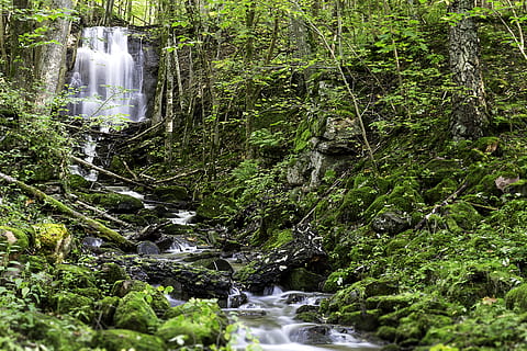 Wasserfälle, umgeben, Bäume, Kaskade, Umgebung, fließen, Wald, idyllisch, Landschaft, Moos, moosige Felsen, Bewegung, natürlich, Natur, Naturfotografie, friedlich, Pflanzen, Felsen, szenisch, Steine, Strom, Zweige, Wasser, Wildnis, Baum, Pflanze, fließendes Wasser, Land, Langzeitbelichtung, Szenen - Natur, Wasserfall, Wachstum, grüne Farbe, Schönheit in der Natur, Bewegungsunschärfe, fließend, Tag, Rock, keine Leute, draußen, Regenwald, Kraft in der Natur, 5K, CC0, gemeinfrei, lizenzfrei