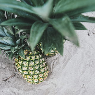 zwei, Ananas, Sand, Obst, Lebensmittel, produzieren, Pflanze, Flora, Strand, verwischen, Grün, Blatt, Port Stanley, Ananasblätter, tropisch, Natur, sandig, grau, Essen und Trinken, gesundes Essen, Frische, Tropische Frucht, Wohlbefinden, grüne Farbe, keine Leute, Tag, Nahansicht, draußen, gesunder Lebensstil, organisch, Wachstum, Pflanzenteil, reif, trockenes Klima, 4K, CC0, gemeinfrei, lizenzfrei