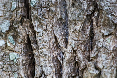 drzewo, szczekać, brązowy, makro, duży plan, bagażnik samochodowy, arbre, écorce, brun, plan gros, tronc, porost, drewno, bois, tekstura, teksturowane, tła, pełna ramka, pnia drzewa, roślina, zbliżenie, kora roślinna, szorstki, Natura, dzień, naturalny wzór, wzór, żadnych ludzi, na dworze, drewno - materiał, wzrost, piękno natury, efekt teksturowany, stan naturalny, 5K, CC0, domena publiczna, darmowe zdjęcia