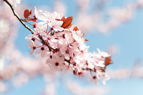 春, フラワーズ, 木, 開花, 空, 工場, ピンク, 赤, 庭園, 美しさ, マクロ, フローラ, 4月, 5月, 自然, 開花植物, 花, もろい, 鮮度, 脆弱性, 自然の美しさ, 成長, 閉じる, 桜の花, ピンク色, ブランチ, 花弁, 日, 桜, 前景に焦点を当てる, 無人, 屋外, フラワーヘッド, 花粉, 花束, 4K, CC0, パブリックドメイン, ロイヤリティフリー