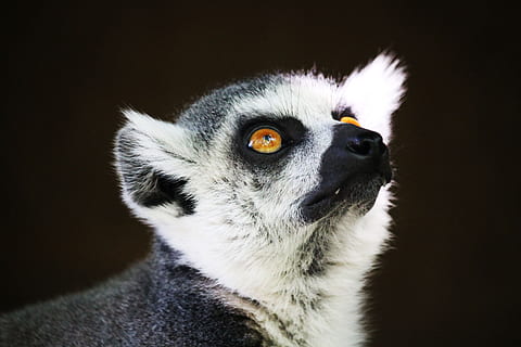 lemur, opice, primát, drahý, lemuren, volně žijících živočichů, savců, Madagaskar, přírodní, zvědavý, pruhovaný, zazvonil, hodinky, hlavní, čenich, výraz, srst, koncentrovaný, oči, zoo, dívej se, tvář, jednoho zvířete, zvířat, zvíře, černé pozadí, savec, část těla zvířete, studio shot, portrét, detail, uvnitř, zvířecí hlavy, obratlovců, nikdo, hledá, vzhlížet, domácí zvířata, čelní pohled, koukal, domácí mazlíčci, zvířecí oko, žluté oči, vous, 4K, CC0, veřejná doména, bez autorských práv