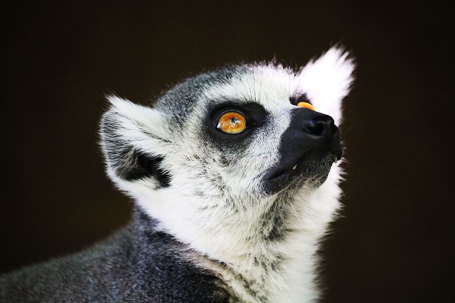 lemur, opice, primát, drahý, lemuren, volně žijících živočichů, savců, Madagaskar, přírodní, zvědavý, pruhovaný, zazvonil, hodinky, hlavní, čenich, výraz, srst, koncentrovaný, oči, zoo, dívej se, tvář, jednoho zvířete, zvířat, zvíře, černé pozadí, savec, část těla zvířete, studio shot, portrét, detail, uvnitř, zvířecí hlavy, obratlovců, nikdo, hledá, vzhlížet, domácí zvířata, čelní pohled, koukal, domácí mazlíčci, zvířecí oko, žluté oči, vous, 4K