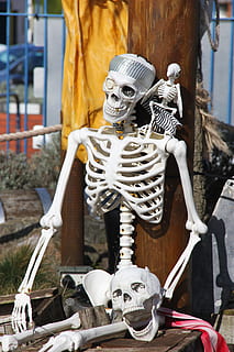 esquelet, ossos, crani, mort, anatomia, por, humà, horripilant, estrany, zombi, horror, os, esquelet humà, representació, cap gent, centrar-se en primer pla, representació humana, dia, art i artesania, fantasmal, primer pla, a l'aire lliure, creativitat, part del cos, 5K, CC0, domini públic, lliure de regalies