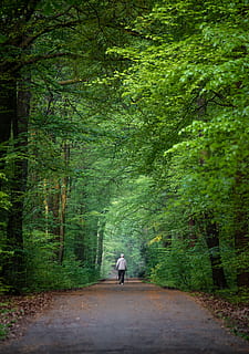 Německo, schwerte, strom, rostlina, směr, cesta vpřed, les, plná délka, zpětný pohled, chůze, skutečných lidí, volnočasové aktivity, přeprava, lidé, zelená barva, den, přistát, silnice, Příroda, životního stylu, růst, venku, 5K, CC0, veřejná doména, bez autorských práv