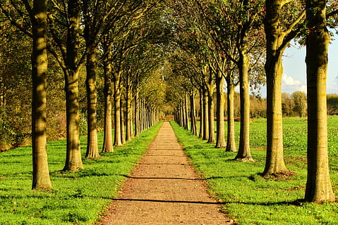 corsia, albero, alberato, riga, strada, campagna, rurale, erba, prospettiva, pianta, tronco d'albero, tronco, treelined, crescita, direzione, natura, la strada davanti, di fila, la tranquillità, colore verde, nessuno, terra, bellezza nella natura, sentiero, giorno, prospettiva decrescente, scena tranquilla, all'aperto, colonna architettonica, 4K, CC0, dominio pubblico, privo di copyright