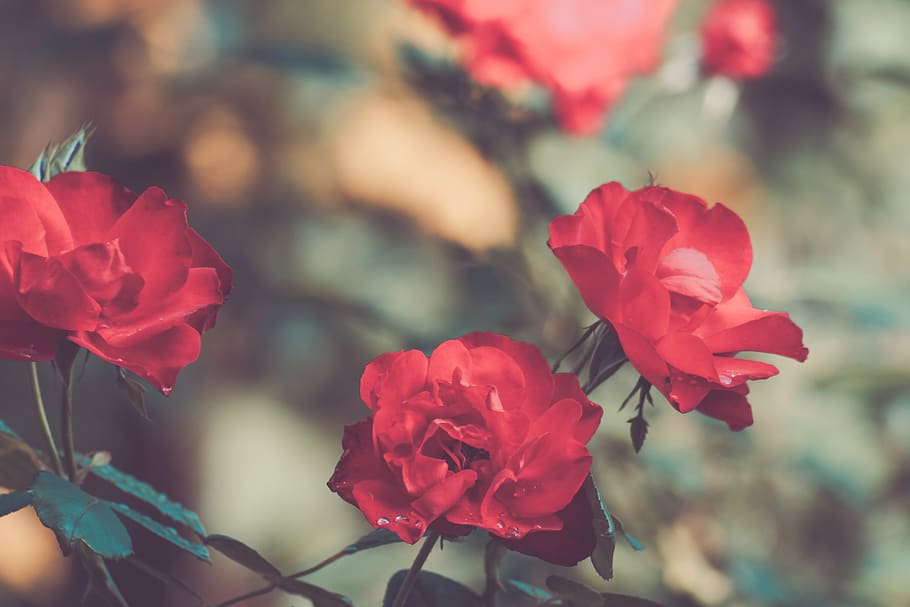 fiori rossi, fiore, persona, umano, persone, rosa, pianta, flora, geranio, fiorire, garofano, petalo, giardino, rosso, all'aperto, natura, le foglie, foglia, gladiolo, ornamento, bouquet di fiori, pianta fiorita, bellezza nella natura, fragilità, vulnerabilità, freschezza, avvicinamento, testa di fiore, infiorescenza, concentrarsi sulle conoscenze acquisite, crescita, giorno, nessuno, colore rosa, 5K