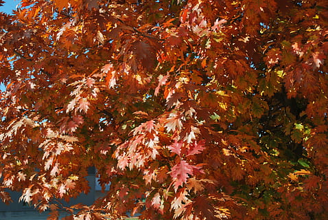 caure, colors de la tardor, fulles de tardor, tardor, canvi, arbre, part de la planta, full, bellesa a la natura, planta, color taronja, dia, cap gent, naturalesa, creixement, branca, fulla d'auró, a l'aire lliure, arbre d'auró, vista d’angle baix, marc complet, aigua, primer pla, fulles, condició natural, col·lecció de tardor, 4K, CC0, domini públic, lliure de regalies