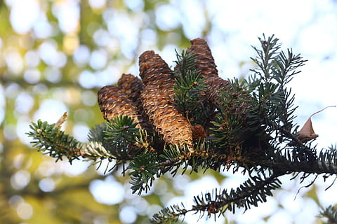 priede, pinecone, skujkoku, raksturs, kritums, egle, koks, augu, priežu konuss, nav cilvēku, filiāle, dienā, tuvplāns, izaugsmi, koncentrēties uz jaunajām zināšanām, zems leņķa skats, skaistums dabā, miers, skujkoku koks, selektīvu fokusu, zaļā krāsa, ārā, pinaceae, brūna, adatas - augu daļa, 4K, CC0, publiskais domēns, bez atlīdzības