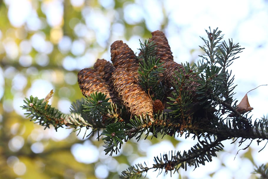 pušis, pinecone, spygliuočių, pobūdį, rudenį, eglės, medis, augalų, pušies kūgis, nėra žmonių, filialas, dieną, Iš arti, augimą, sutelkti dėmesį į naujas žinias, žemas kampo vaizdas, grožis gamtoje, pušies, ramybė, spygliuočių medis, atrankinis dėmesys, žalia spalva, lauke, pinaceae, ruda, adatos augalų dalis, 4K