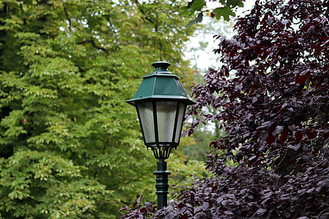 llanterna, parc, arbres, il·luminació, planta, llum del carrer, equips d’il·luminació, arbre, naturalesa, carrer, cap gent, dia, creixement, centrar-se en primer pla, llum de gas, a l'aire lliure, color verd, flor, planta amb flors, branca, vista d’angle baix, bellesa a la natura, llum elèctrica, llum, 5K, CC0, domini públic, lliure de regalies