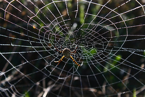 ragno, ragnatela, Rete, rugiada, Guazza, gocce di rugiada sul web, natura, immagine originale, fragilità, concentrarsi sulle conoscenze acquisite, avvicinamento, vulnerabilità, aracnide, nessuno, complessità, artropodo, animale, modello naturale, temi animali, bellezza nella natura, giorno, invertebrato, fauna selvatica, all'aperto, modello, web, 4K, CC0, dominio pubblico, privo di copyright