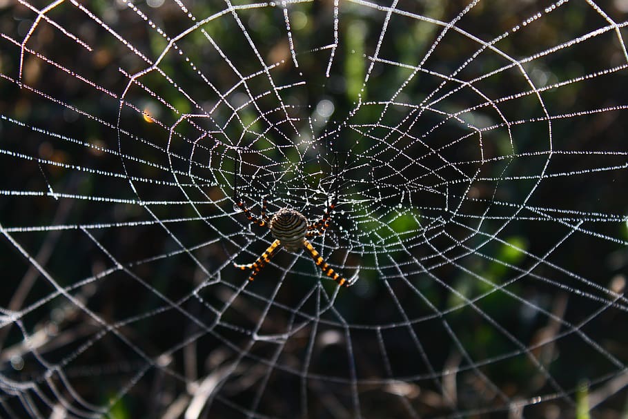 aranya, teranyina, xarxa, rosada, gotes de rosada, gotes de rosada a la web, naturalesa, imatge original, fragilitat, centrar-se en primer pla, primer pla, vulnerabilitat, aràcnids, cap gent, complexitat, artròpode, animal, patró natural, temes d'animals, bellesa a la natura, dia, invertebrat, fauna animal, a l'aire lliure, patró, web, 4K