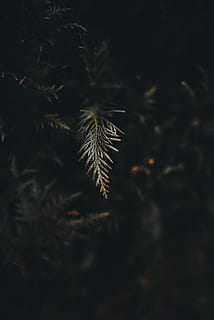 pinheiro verde, plantar, árvore, conífera, larício, abies, abeto, natureza, Nikon, baixa exposição, verde, sombra, Sombrio, enfeitar, teixo, samambaia, marrom, pinho, musgo, pássaro, animal, crescimento, ninguém, foco seletivo, fechar-se, tranquilidade, beleza na natureza, dia, ao ar livre, folha, parte da planta, vulnerabilidade, fragilidade, focar em primeiro plano, luz solar, frescura, terra, sai, espetado, semente de dente de leão, 5K, CC0, domínio público, royalty free