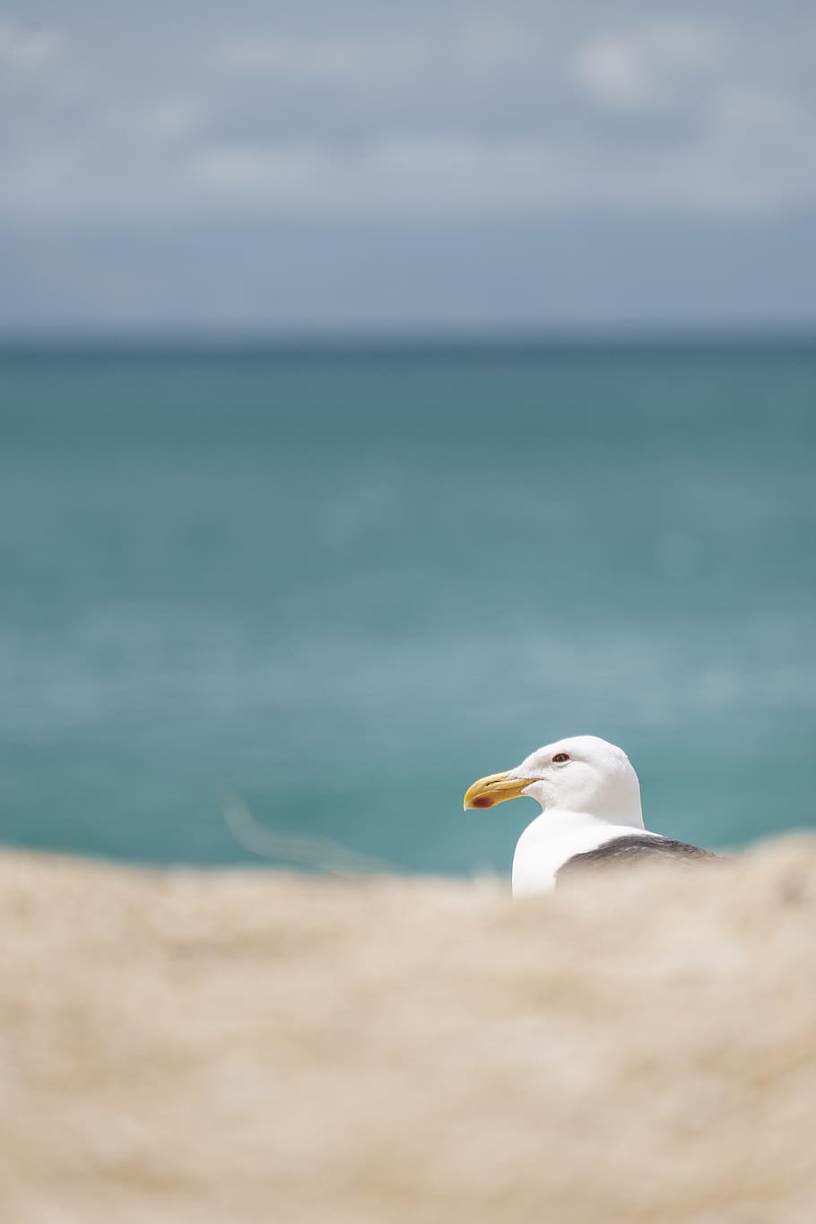 burung putih, hewan, burung, paruh, camar, elang laut, unggas air, penerbangan, gendut, pelikan, meluncur, petualangan, aktivitas santai, singa laut, mamalia, kehidupan laut, margasatwa, kardinal, ardeidae, bangau, gagak, tema binatang, air, laut, bertulang belakang, satwa liar hewan, binatang di alam liar, satu binatang, tidak ada orang, hari, alam, keindahan di alam, tanah, cakrawala di atas air, horison, pantai, scenics - alam, di luar rumah, 5K