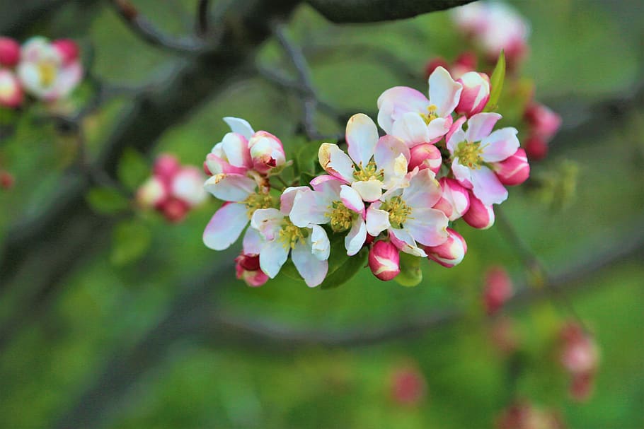 blomst, tre, eple, vår, rosa, natur, blomstringen, hvit, farge, anlegg, knopp, blomster, blomstrende plante, friskhet, skjørhet, sårbarhet, skjønnhet i naturen, vekst, rosa farge, nærbilde, petal, gren, blomstre, blomsterhodet, inflorescence, våren, ingen folk, dag, utendørs, pollen, kirsebærblomst, kirsebærtre, 5K