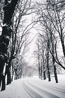 snedækkede, pathway, inline træer, natur, udendørs, sne, vinter, snestorm, storm, plante, træ, vegetation, is, landskab, vej, hvid, jord, Skov, lund, trondheim, norge, falmede, kold temperatur, bare træ, vejen frem, transportmidler, scenics - natur, ro, retning, dækker, skønhed i naturen, ingen mennesker, rolig scene, afdeling, faldende perspektiv, treelined, sner, 4K, CC0, offentligt domæne, royaltyfrie