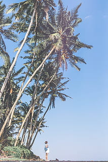 dona, de peu, arbre de coco, arbre, planta, cel, creixement, naturalesa, persones reals, bellesa a la natura, dia, una persona, activitat d'oci, vista d’angle baix, estils de vida, llum solar, clima tropical, Palmera, tranquil·litat, a l'aire lliure, terra, cel clar, 5K, CC0, domini públic, lliure de regalies