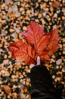 autumn, walk, forest, foggy, weather, november, fog, fall, woods, leaf, plant part, change, one person, nature, day, focus on foreground, unrecognizable person, human body part, maple leaf, close-up, human hand, plant, hand, orange color, holding, beauty in nature, real people, personal perspective, outdoors, leaves, body part, finger, natural condition, autumn collection, 5K, CC0, public domain, royalty free