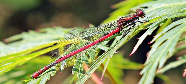 avvicinamento, vicino, macro, Drago, libellula, volare, insetto, animale, selvaggio, natura, invertebrato, fauna selvatica, temi animali, pianta, animali allo stato selvatico, colore verde, parte vegetale, concentrarsi sulle conoscenze acquisite, un animale, foglia, messa a fuoco selettiva, all'aperto, nessuno, rosso, giorno, crescita, 2K, CC0, dominio pubblico, privo di copyright